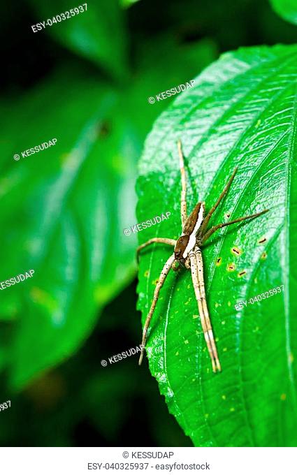 Spider on the leaf name Pisaurina brevipes which is a species of Nursery web spider at Kang Krajan national part in Thailand