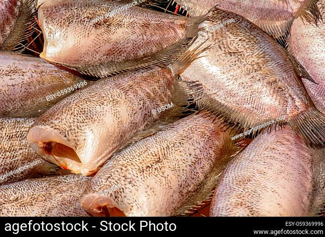 The trichogaster pectoralis fish drying in the sun for sale