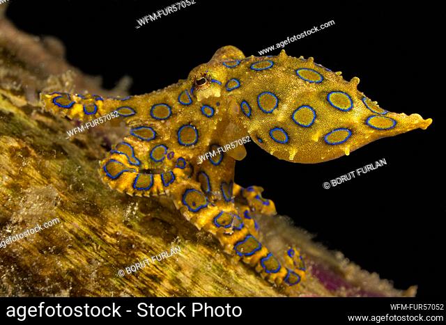 Blue Ringed Octopus, Hapalochlaena lunulata, Waigeo, Raja Ampat, Indonesia
