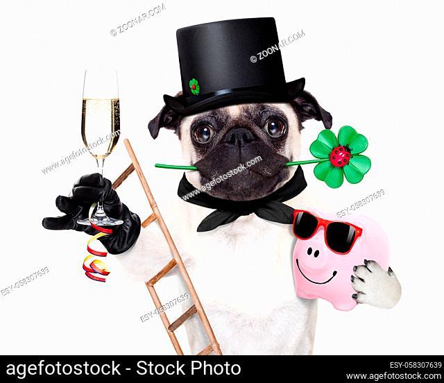 pug dog as chimney sweeper with four leaf clover celebrating and toasting for new years eve, with champagne, isolated on white background