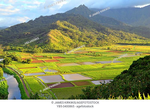 Taro fields cultivated in a valley on Kauai Island, Hawaii