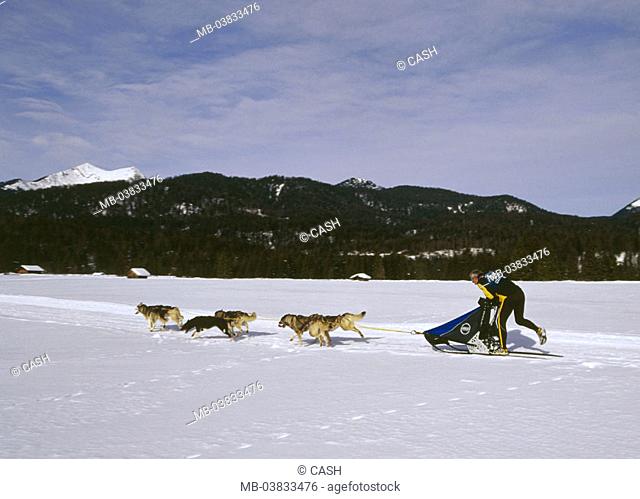 Winter landscape, dog sleighs,    highland, winters, nature, season, snow, snow surface, sport, hobby, winter sport, dog sport, animals, sleigh dogs, dogs