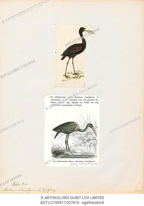 Anastomus lamelligerus, Print, The African openbill (Anastomus lamelligerus) is a species of stork in the family Ciconiidae