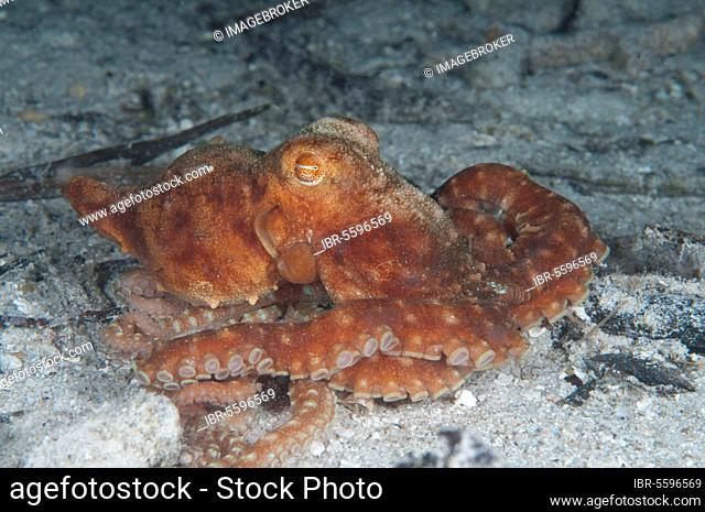 Starry night octopus (Callistoctopus luteus) adult, on the seabed at night, Gam Island, Raja Ampat, West Papua, New Guinea, Indonesia, Asia