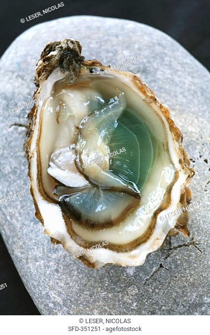 Oyster from Marennes d'Oléron, France