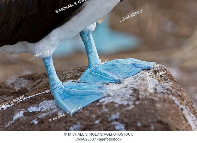 Blue-footed booby Sula nebouxii foot detail in the Galapagos Island Group, Ecuador The Galapagos are a nesting and breeding area for blue-footed boobies