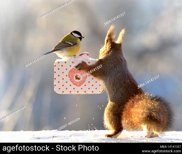 red squirrel with an great tit and a suitcase