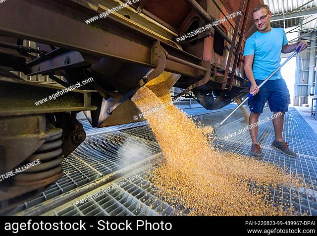 23 August 2022, Mecklenburg-Western Pomerania, Rostock: An employee takes a sample during unloading of the first freight train with corn from Ukraine at the...