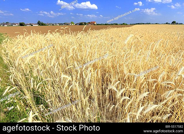 Rye field (Secale cereale), Germany, Europe