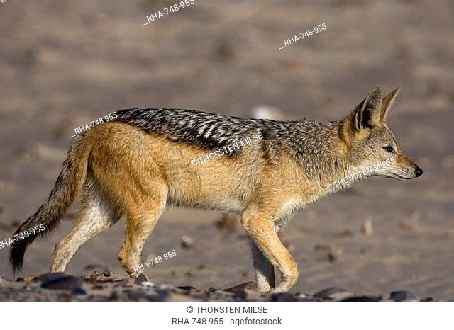 Black-backed jackal Canis mesomelas, Skeleton Coast, Namibia, Africa