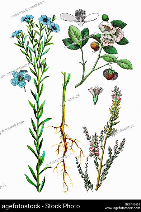 Common flax, seed flax or flax, Linum usitatissimum (1st and 2nd from left), German tamarisk also panicle shrub, Myricaria germanica (bottom right), Tea plant