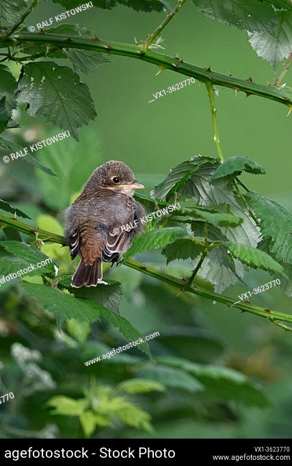 Red-backed Shrike ( Lanius collurio ), just fledged chick, perched in a blackberry hedge, looks cute, waiting for food, nice backside view, wildlife, Europe