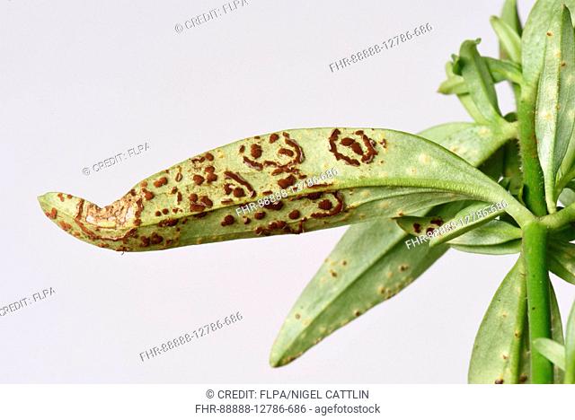 Antirrhinum or snapdragon rust, Puccinia antirrhini, circular pustule groups and early individiual pustules on underside of Antirrhinum or snapdragon leaf