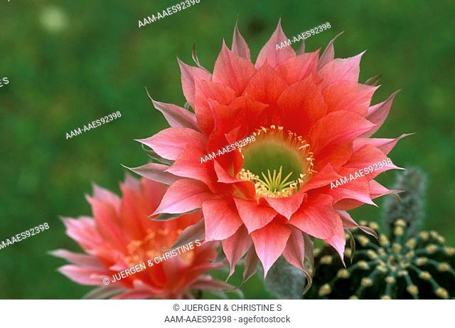Sea Urchin Cactus in Bloom (Echinopsis sp.) pink