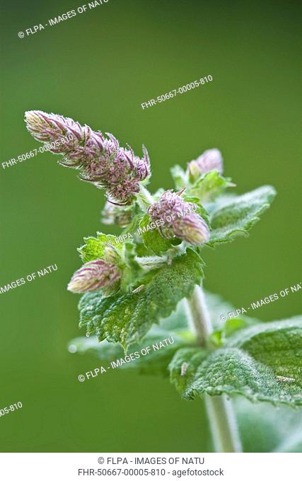 Apple Mint Mentha x villosa alopecuroides 'Bowles', close-up of flowers and leaves