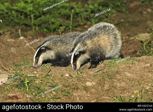 Badgers, Lower Saxony, Germany (Meles meles)