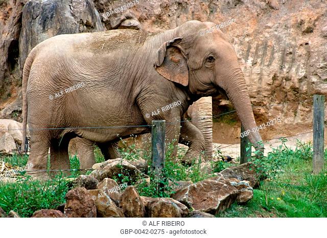 Asian elephant; Elephas Maximus; Zoopark of Itatiba; SP; Sao Paulo; Brazil