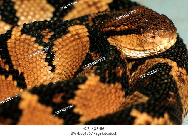 Bushmaster snake (Lachesis stenophyrs, Lachesis muta stenophrys), portrait