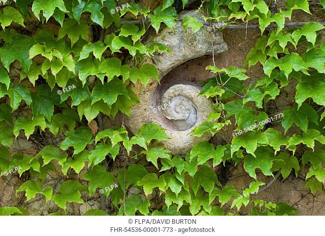 Japanese Creeper Parthenocissus tricuspidata leaves, growing around garden wall decoration, Provence, France