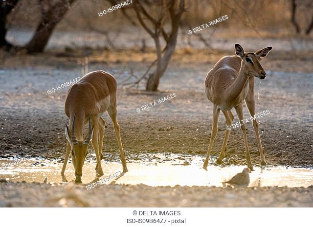 A female and young male Impala (Aepyceros melampus), drinking at waterhole at sunrise, Kalahari, Botswana, Africa
