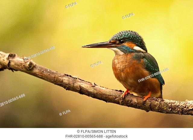Common Kingfisher Alcedo atthis adult, perched on branch overhanging river, The Broads N P , Norfolk, England, april