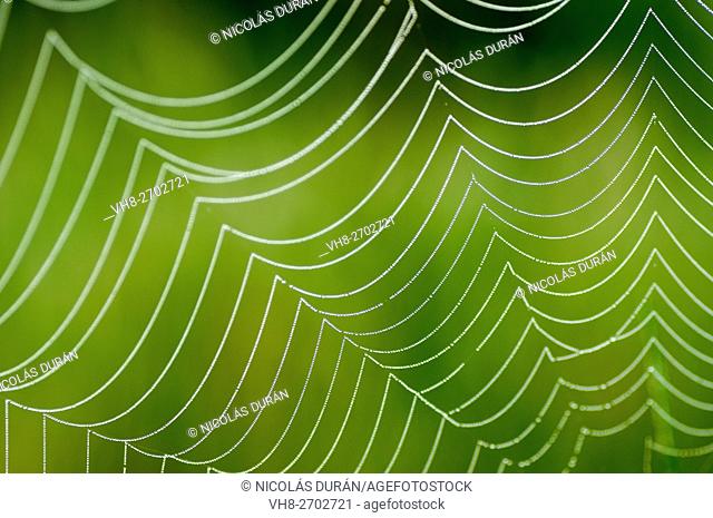Spider web. Extremadura. Spain