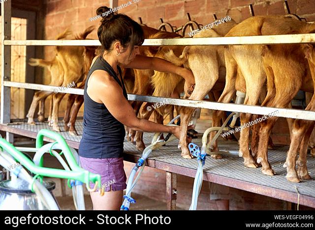 Mid adult female farmer working in goat farm