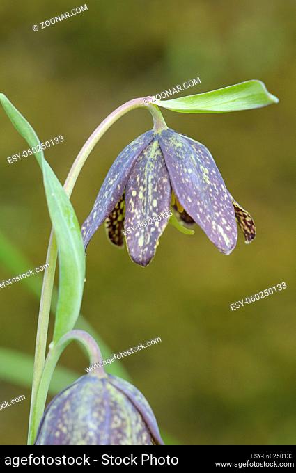 Chocolate Lily Fritillaria affinis, Cowichan Valley, Vancouver Island, British Columbia, Canada