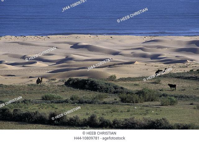 Africa, Atlantic, Camels, Dunes, Morocco, Africa, near, North, Ocean, near Ourn el Aiou, Sand