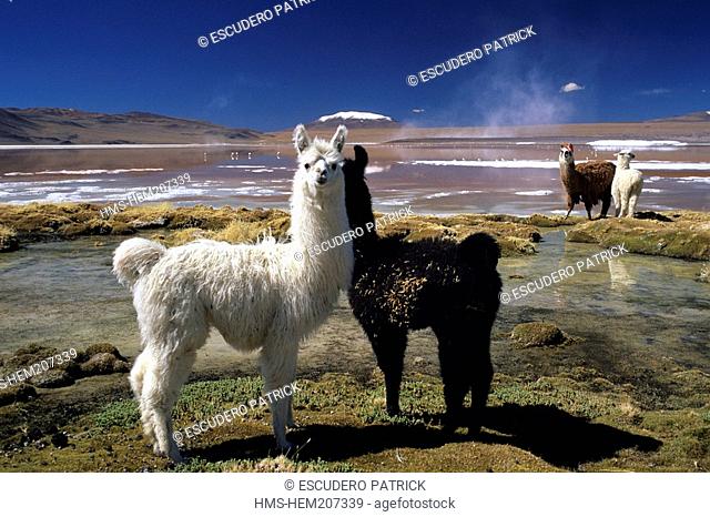 Bolivia, Potosi Department, Sur Lipez Province, Eduardo Avaroa Andean Fauna National Reserve, llamas and alpacas in front of the Laguna Colorada