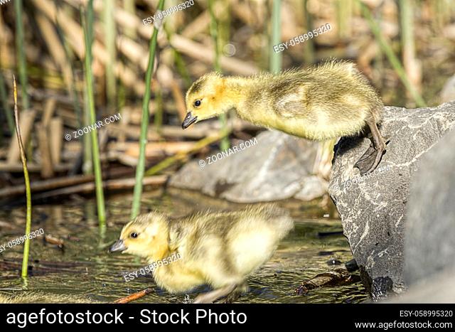 A couple of goslings are jumping into water at Manito Park in Spokane, Washington