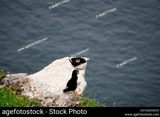 puffins at the Skellig islands