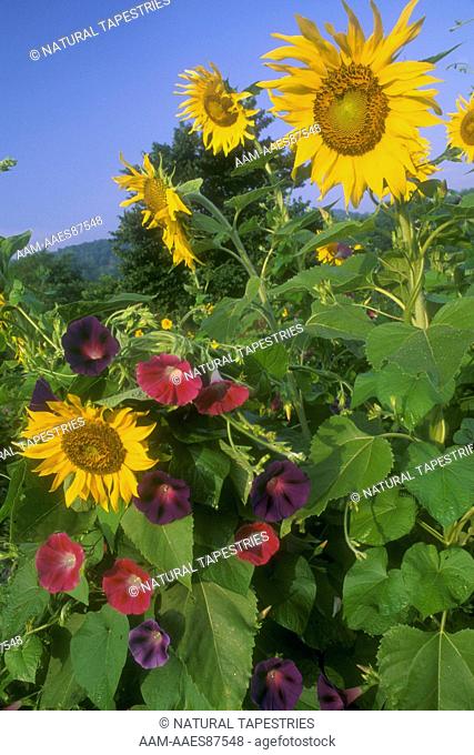 Sunflower Field & Morning Glories - North Carolina