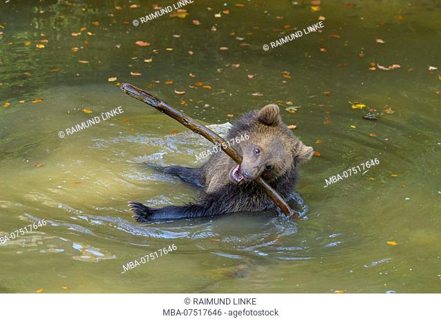 Brown bear, Ursus arctos, cub in pond playing with branch, Germany