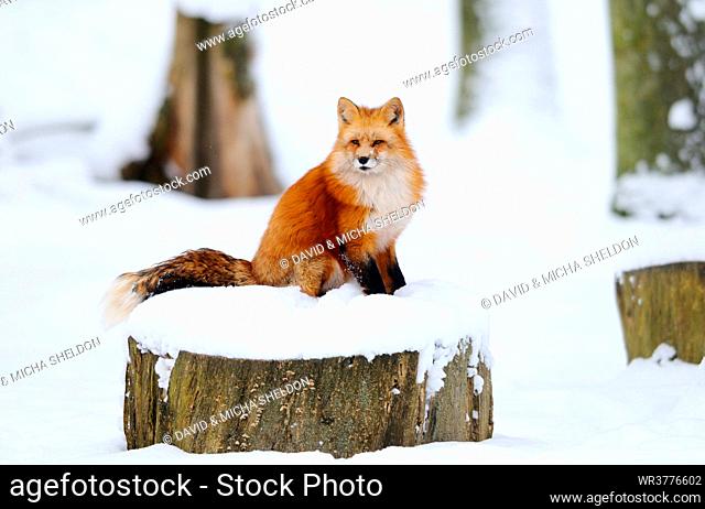 Red fox (Vulpes vulpes) sitting on a snow-covered tree stump, Bavaria, Germany