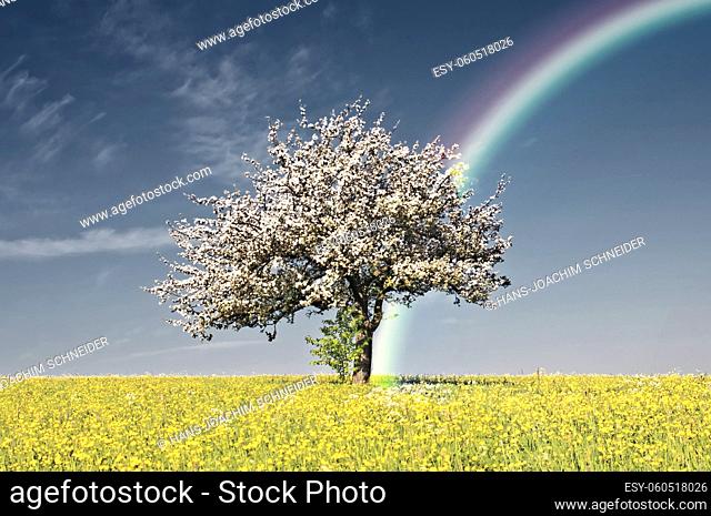 apple tree blossom with rainbow in infrared colors