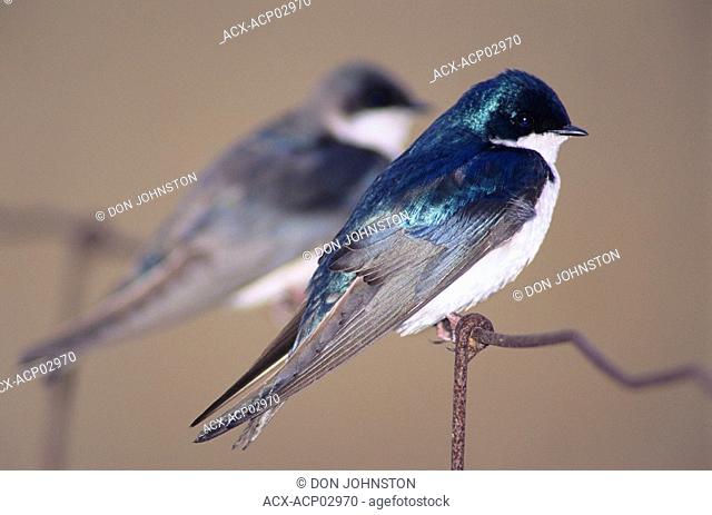 Tree swallow iridopocne bicolor hilman marsh conservation area, leamington, ontario, canada