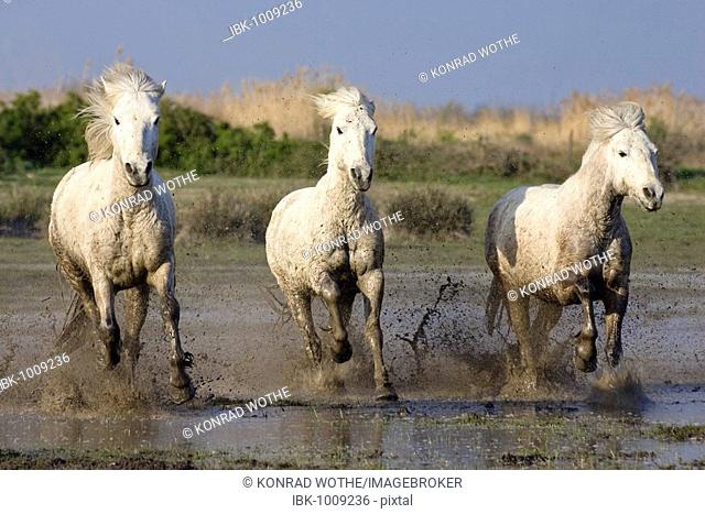 Camargue horses gallopping through water, Camargue, Southern France, Europe
