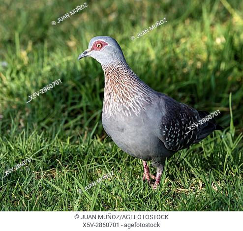 Guinea pigeon (Columba guinea). Windhoek. Namibia