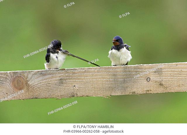 Barn Swallow Hirundo rustica adult pair, preening, perched on fence, Warwickshire, England, summer