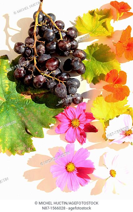 still life with black grapes