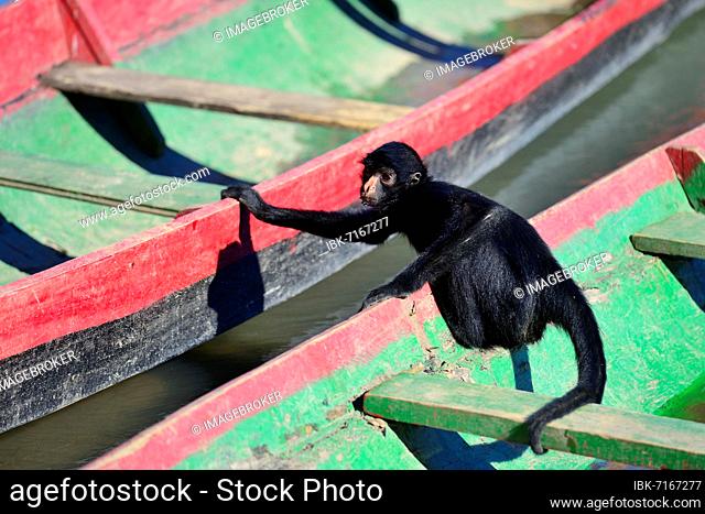 Peruvian spider monkey (Ateles chamek) sitting in a longboat, Serere Eco Reserve, near Rurrenabaque, Beni District, Bolivia, South America