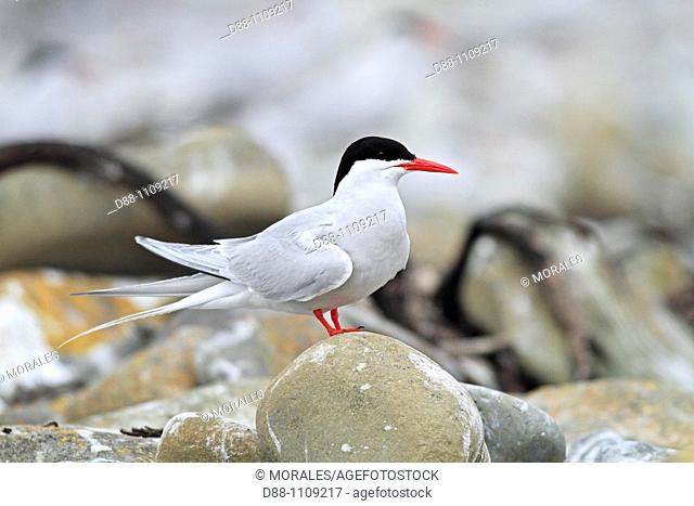 South American Tern (Sterna hirundinacea), Sealion Island, Falkland Islands, UK