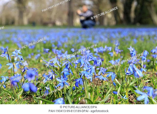 20 March 2019, Saxony-Anhalt, Magdeburg: Blue Scillas bloom in a meadow in a park. The two-petalled blue star (Scilla bifolia) covers large parts of the lawn of...