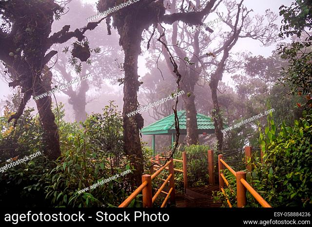 A wooden boardwalk leads through the Mossy Forest in Cameron Highlands in Malaysia. The forest is covered by mist