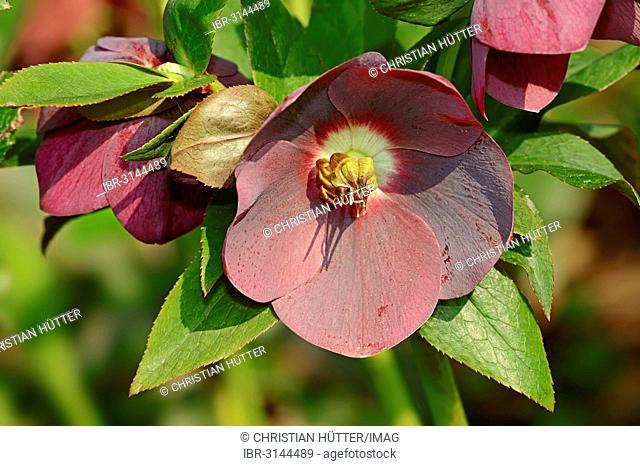 Christmas rose (Helleborus orientalis)