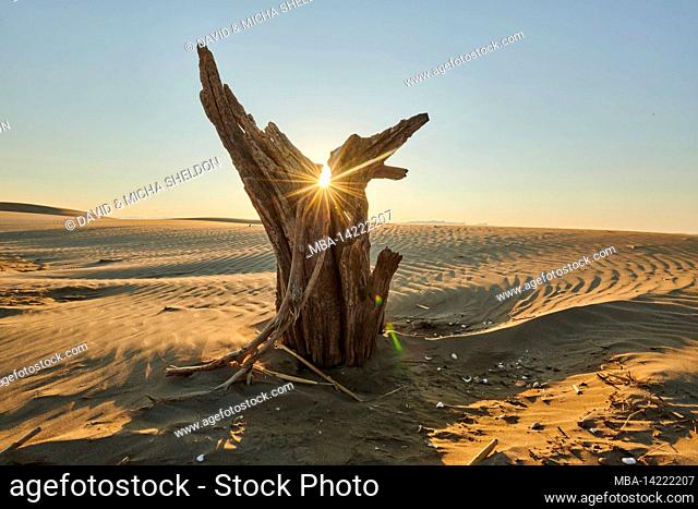 Tree trunk in the sand dunes, Ebro river delta, Catalonia, Spain