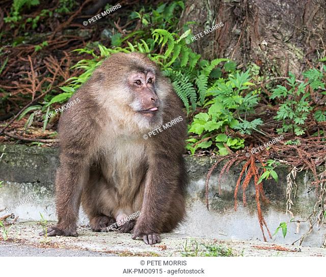 Tibetan macaque (Macaca thibetana)
