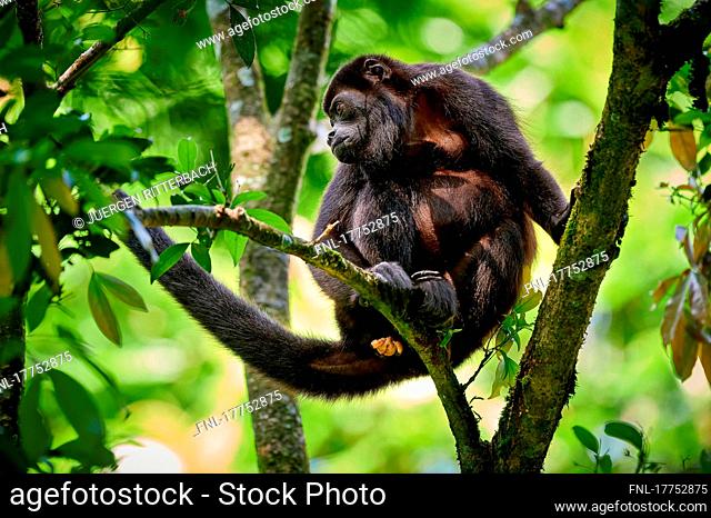 Mantled howler monkey (Alouatta palliata), Braulio Carrillo National Park, Costa Rica, Central America |mantled howler (Alouatta palliata)
