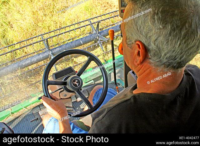 conductor en la cabina de la segadora al camp d'arròs, Delta del l'Ebre, Catalunya, Espanya